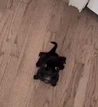 Cute black puppy looking up