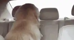 Golden Retriever Smiling in Car