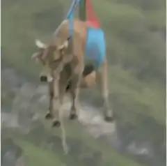 cow airlifted by helicopter