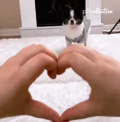 Hands make heart shape for puppy