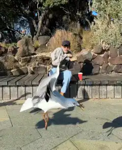 Man eating sandwich surrounded by seagulls