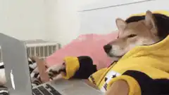 dog in hoodie typing on laptop
