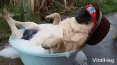 relaxed pug in a bubble bath