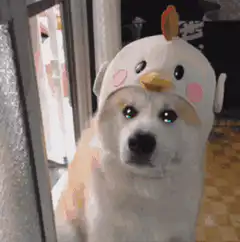 dog in chicken hat