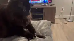 Fluffy cat kneading blanket