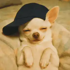 sleeping chihuahua with hat