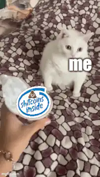 Cat reacts to shitcoins inside