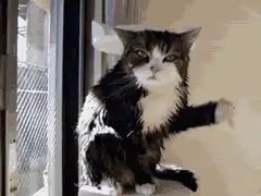 Wet cat waving paw