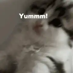 Yummm! Kitten