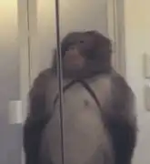 Monkey dancing in a mirror