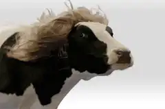 Cow with long flowing hair