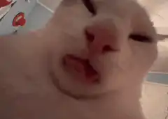 Close-up cat licking lips