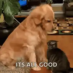 Golden Retriever Pats Cat Its All Good