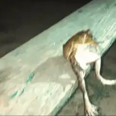 frog sitting on bench