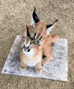 Two caracal kittens cuddling