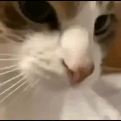 Cat face zoom in and out