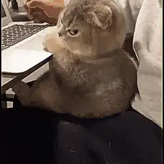 Cat staring at laptop screen