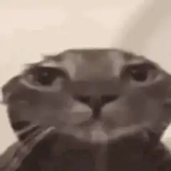 Cat staring intensely