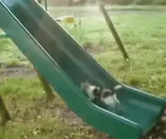cat sliding down green slide