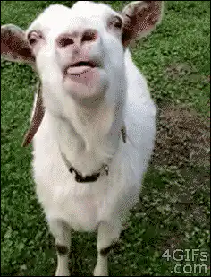Goat sticking tongue out
