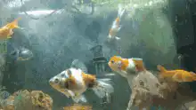 Goldfish swimming in an aquarium