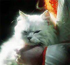 White cat held by a person