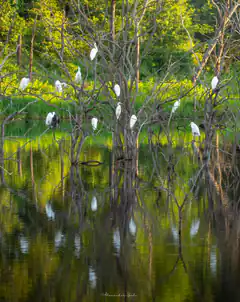 white egrets in trees over water