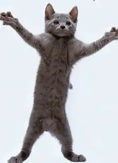 Grey kitten dancing