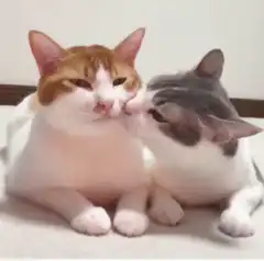 cat licking another cat
