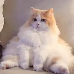 Fluffy orange and white cat sitting like a human