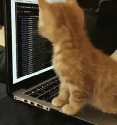 Kitten staring at laptop code