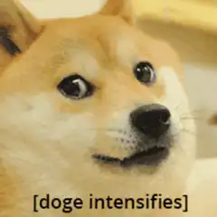 doge intensifies