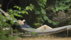woman relaxing in hammock