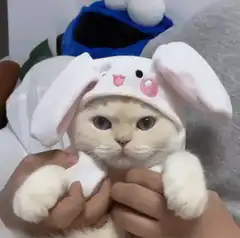 Cat in bunny hat with floppy ears