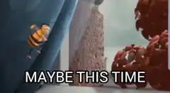 Bee tries to get through window maybe this time