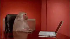 monkey slams laptop shut