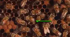 bee queen on honeycomb