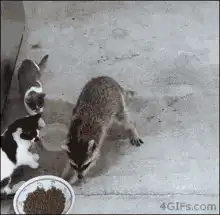 raccoon gets scared by cat