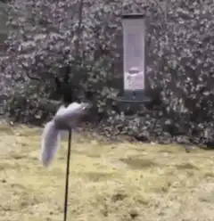 squirrel knocks bird feeder off pole