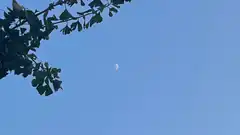 crescent moon in blue sky with tree leaves