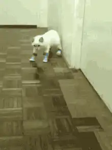 cat walking with socks on
