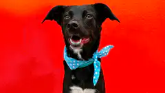 Dog with generated leash