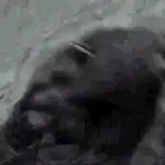 Grainy black and white animal waving