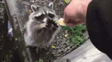 Raccoon eating from hand