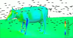 Thermal cow with flies