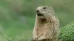Marmot screaming in nature