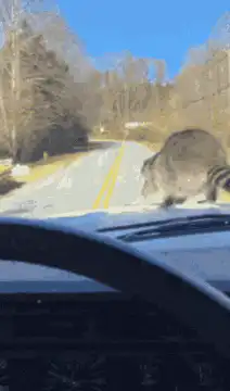 Raccoon jumps on car windshield