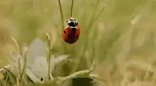 ladybug hanging from a blade of grass