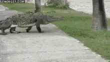 Alligator walks past person in red shirt