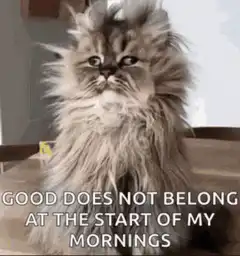 Fluffy Cat Good Does Not Belong Meme